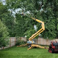 Best Tree Disease Treatment  in Brielle, NJ