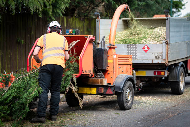 How Our Tree Care Process Works  in  Brielle, NJ