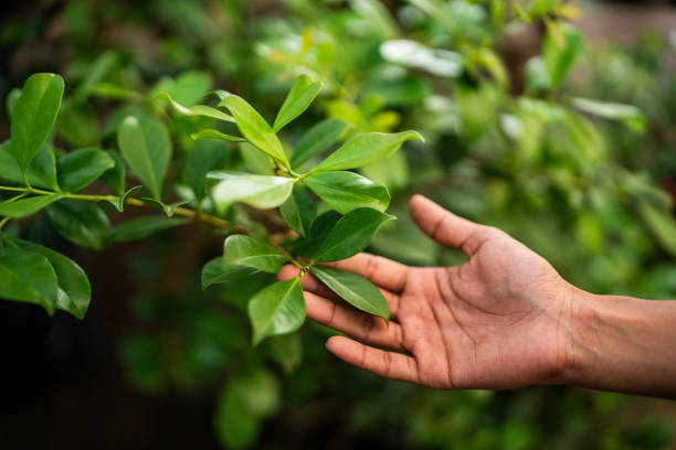 Professional Tree Services in Brielle, NJ