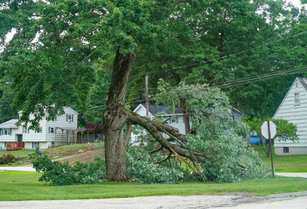 Best Tree Maintenance Programs  in Brielle, NJ