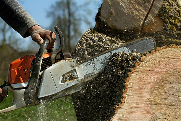 Best Tree Preservation Services  in Brielle, NJ