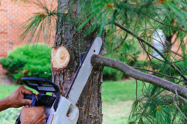 Best Tree Risk Assessment  in Brielle, NJ